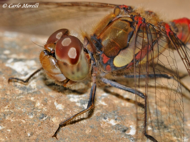 Scheda: Sympetrum striolatum